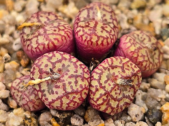 Conophytum lambertense v. conspicuum 10 Pieces Seeds