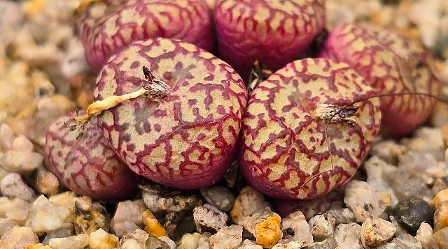 Conophytum lambertense v. conspicuum 10 Pieces Seeds