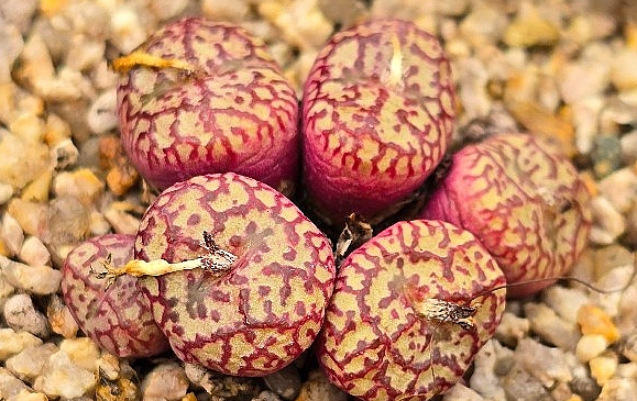 Conophytum lambertense v. conspicuum 10 Pieces Seeds