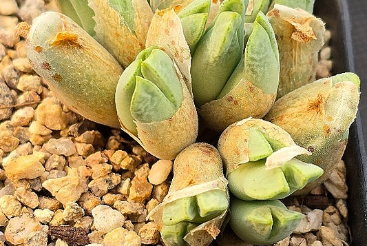 Conophytum blandum 10 Pieces Seeds