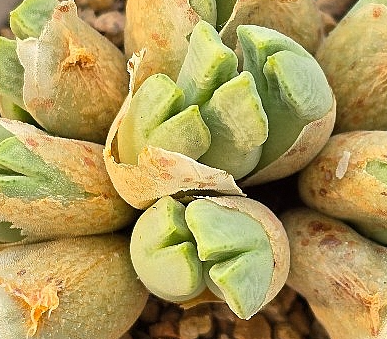 Conophytum blandum 10 Pieces Seeds