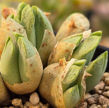 Conophytum blandum 10 Pieces Seeds