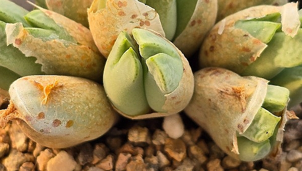 Conophytum blandum 10 Pieces Seeds