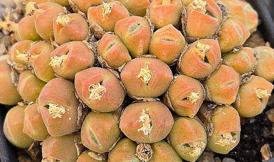 Conophytum hians 10 Pieces Seeds