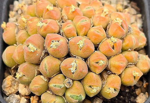 Conophytum hians 10 Pieces Seeds