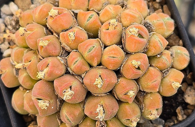 Conophytum hians 10 Pieces Seeds