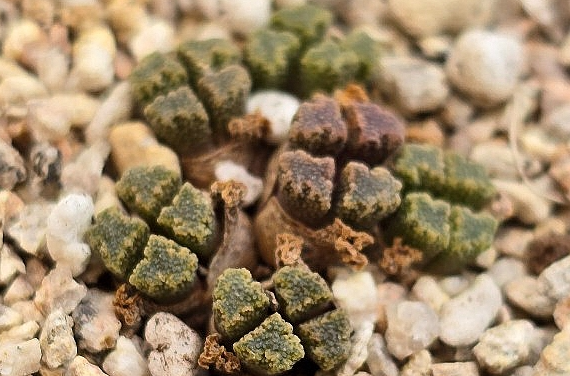 Conophytum reconditum 10 Pieces Seeds