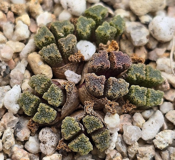 Conophytum reconditum 10 Pieces Seeds