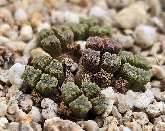 Conophytum reconditum 10 Pieces Seeds