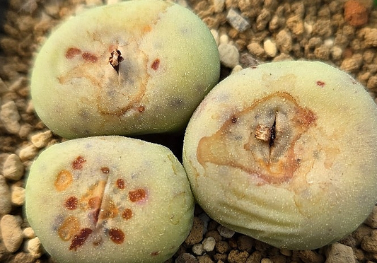 Conophytum pageae subrisum 10 Pieces Seeds