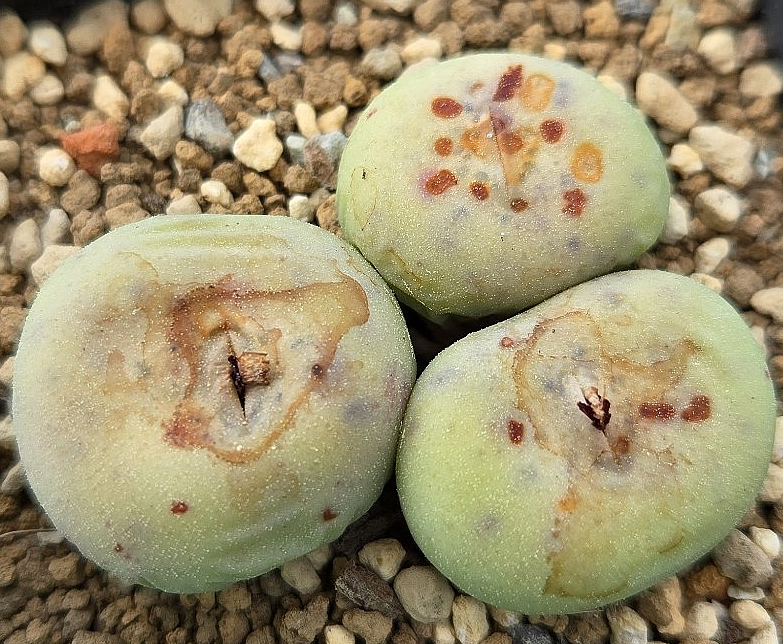 Conophytum pageae subrisum 10 Pieces Seeds