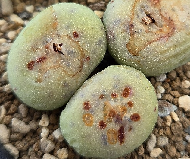 Conophytum pageae subrisum 10 Pieces Seeds
