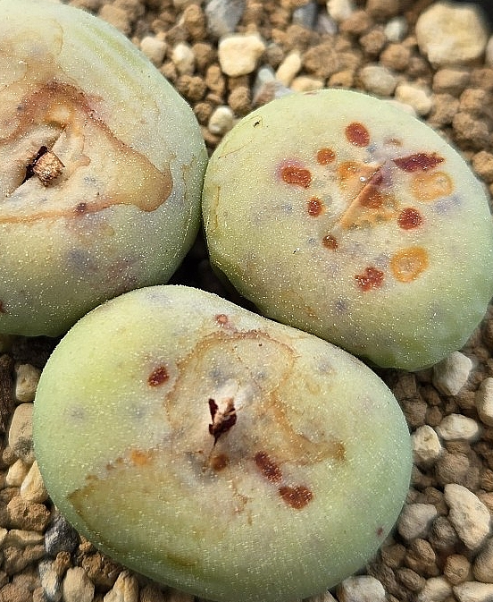 Conophytum pageae subrisum 10 Pieces Seeds