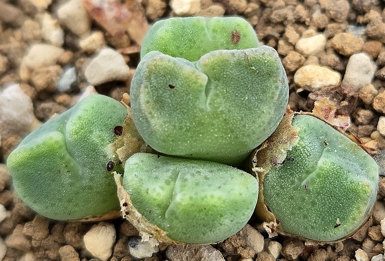 Conophytum ernstii ssp.cerebellum 10 Pieces Seeds