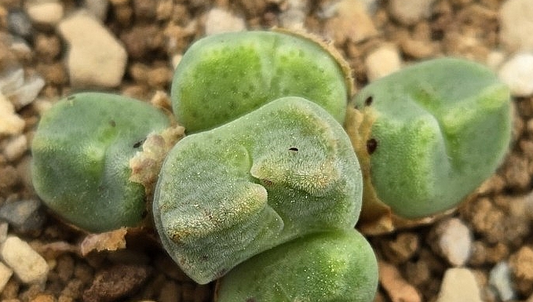 Conophytum ernstii ssp.cerebellum 10 Pieces Seeds