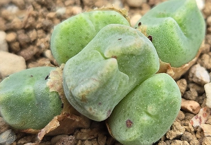 Conophytum ernstii ssp.cerebellum 10 Pieces Seeds