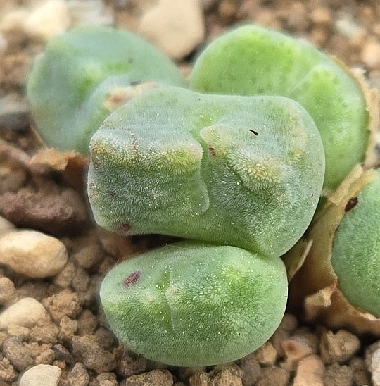 Conophytum ernstii ssp.cerebellum 10 Pieces Seeds