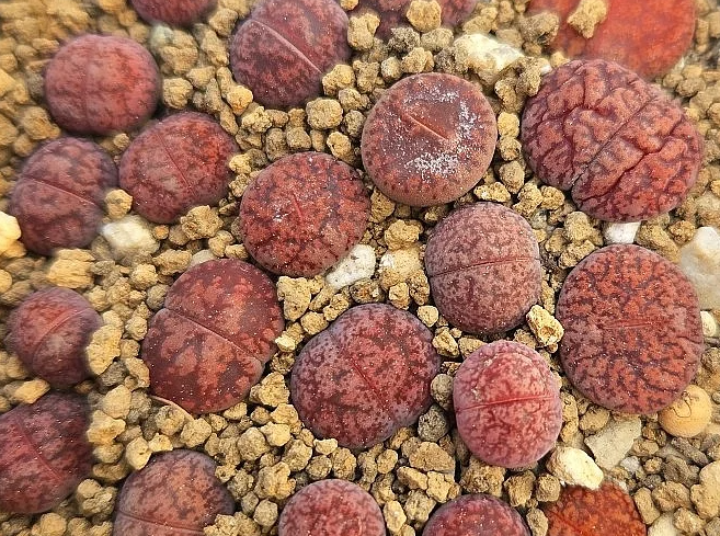 Lithops lesliei Freds Redhead 10 Pieces Seeds