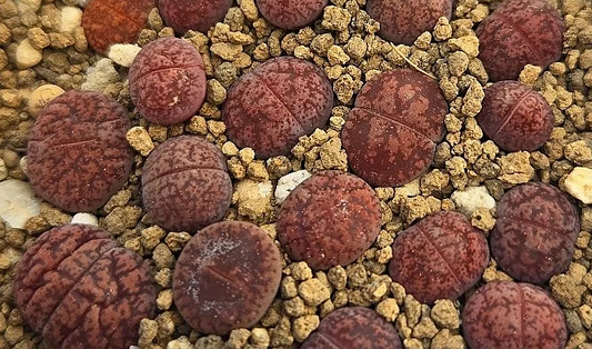 Lithops lesliei Freds Redhead 10 Pieces Seeds
