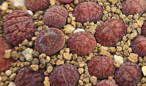 Lithops lesliei Freds Redhead 10 Pieces Seeds