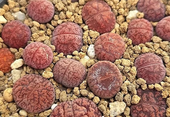 Lithops lesliei Freds Redhead 10 Pieces Seeds