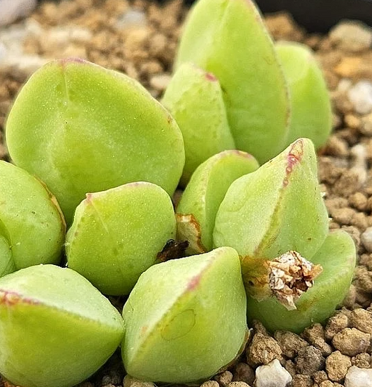 Conophytum tomasi 10 Pieces Seeds