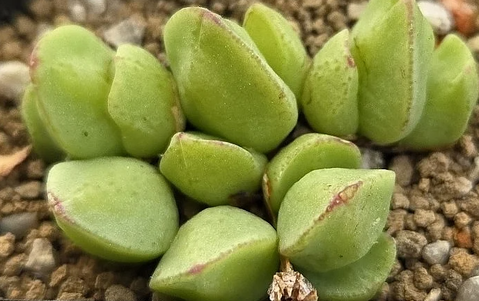 Conophytum tomasi 10 Pieces Seeds