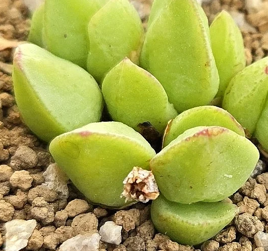 Conophytum tomasi 10 Pieces Seeds