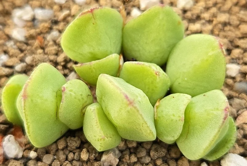 Conophytum tomasi 10 Pieces Seeds