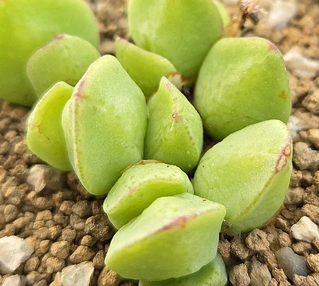 Conophytum tomasi 10 Pieces Seeds