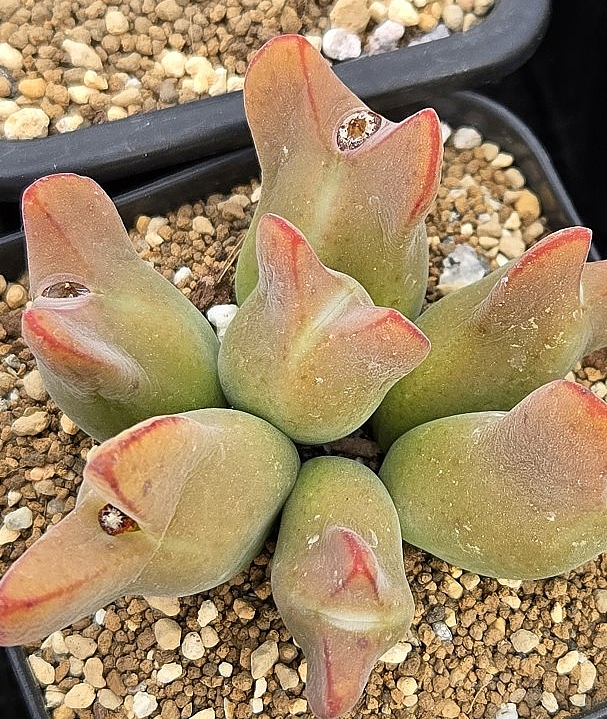 Conophytum angustum 10 Pieces Seeds