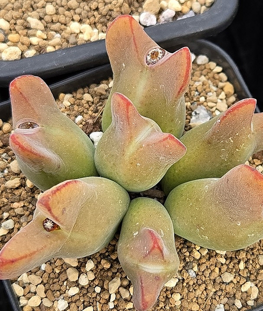 Conophytum angustum 10 Pieces Seeds