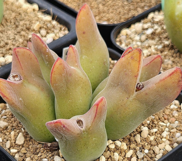Conophytum angustum 10 Pieces Seeds