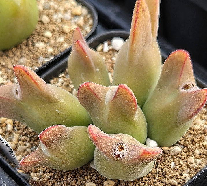 Conophytum angustum 10 Pieces Seeds