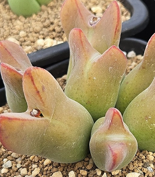 Conophytum angustum 10 Pieces Seeds