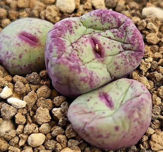 Conophytum pagae toringberg 10 Pieces Seeds
