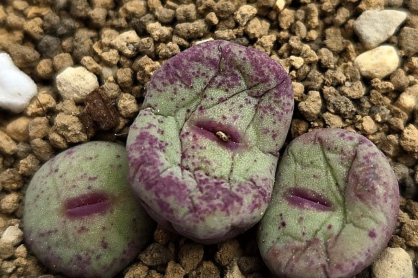 Conophytum pagae toringberg 10 Pieces Seeds
