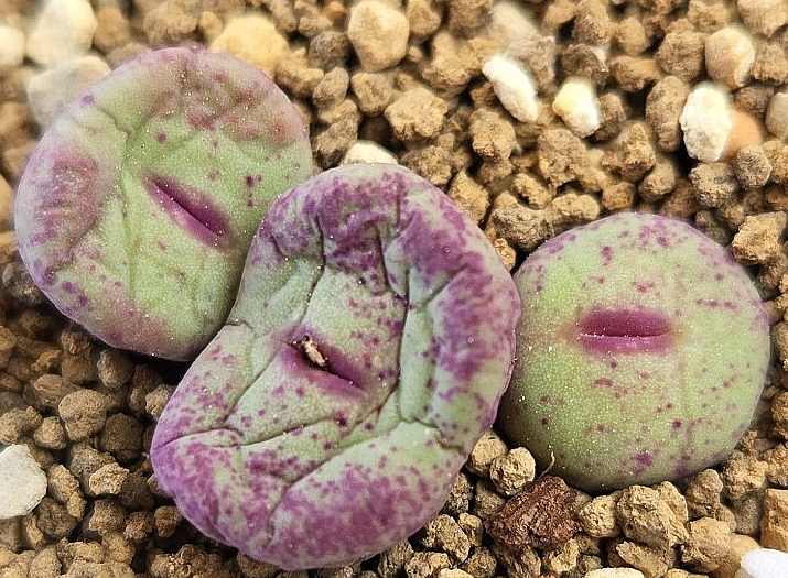 Conophytum pagae toringberg 10 Pieces Seeds