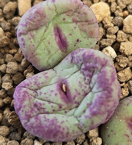 Conophytum pagae toringberg 10 Pieces Seeds
