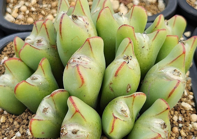 Conophytum bilobum christiansenianum 10 Pieces Seeds