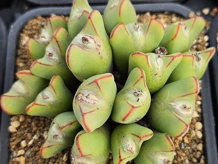 Conophytum bilobum christiansenianum 10 Pieces Seeds