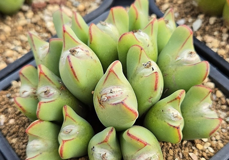 Conophytum bilobum christiansenianum 10 Pieces Seeds