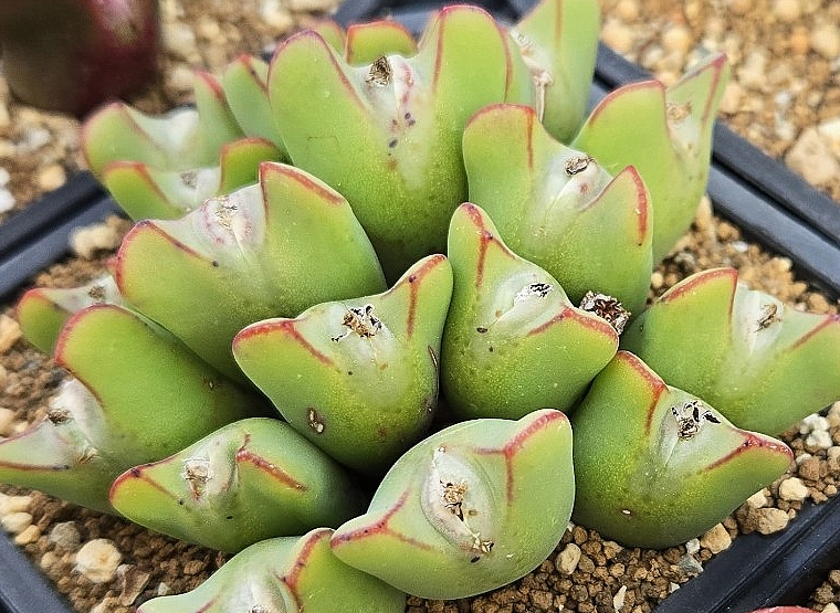 Conophytum bilobum christiansenianum 10 Pieces Seeds