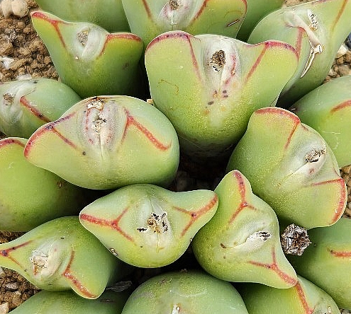 Conophytum bilobum christiansenianum 10 Pieces Seeds