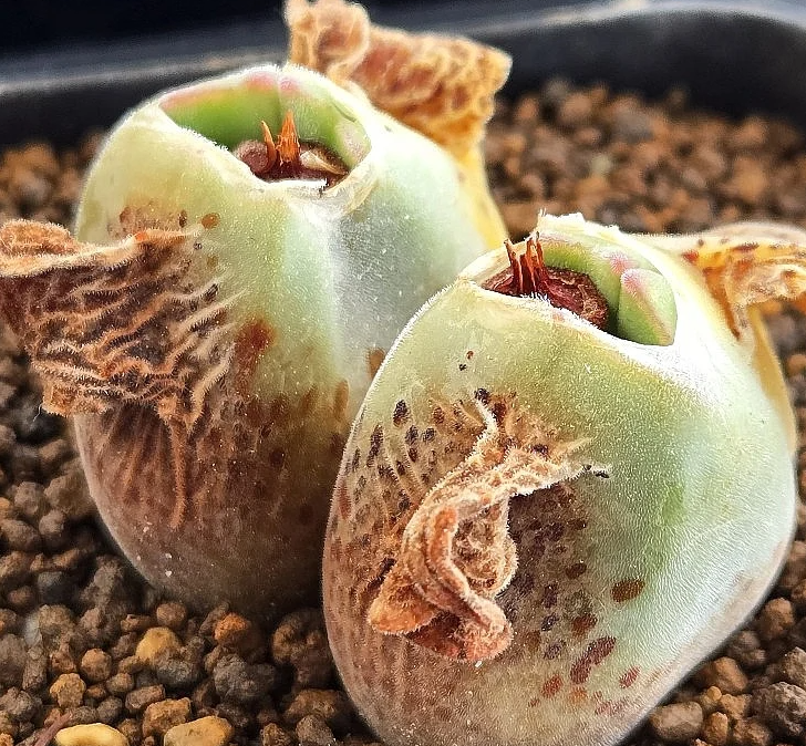 Conophytum regale 10 Pieces Seeds