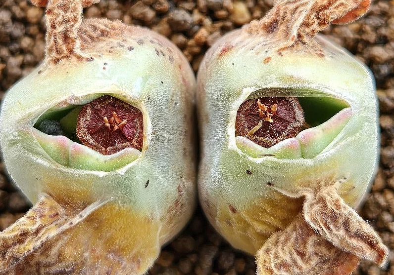 Conophytum regale 10 Pieces Seeds