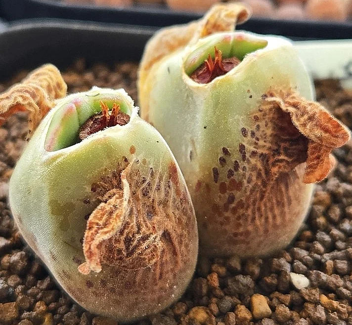 Conophytum regale 10 Pieces Seeds
