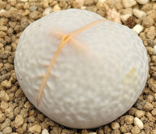 Dinteranthus poel-evansii 10 Pieces Seeds