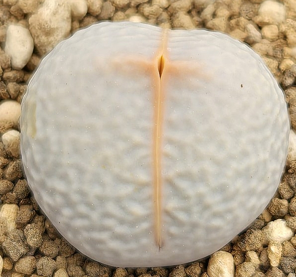 Dinteranthus poel-evansii 10 Pieces Seeds
