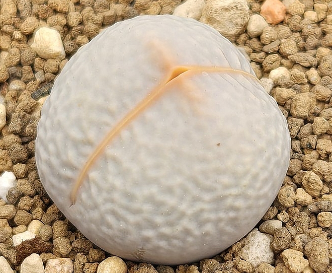 Dinteranthus poel-evansii 10 Pieces Seeds